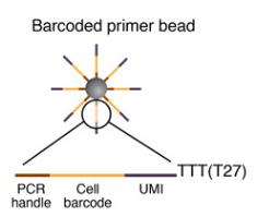 微粒上的引物序列,DROP-SEQ