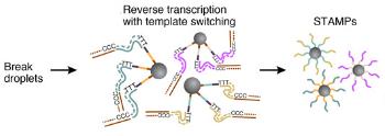 STAMPS一代,DROP-SEQ