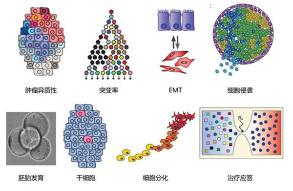 RNA-seq單細胞轉(zhuǎn)錄組測序在眼科領(lǐng)域中的研究應用