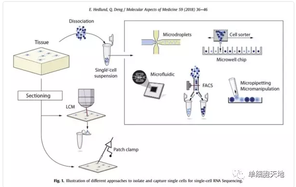 單細(xì)胞入門(mén)-讀一篇scRNA-seq綜述講解