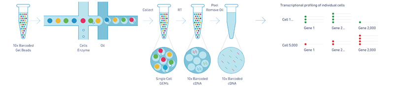 10X Genomics 單細(xì)胞轉(zhuǎn)錄組測序